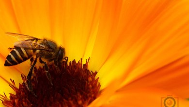 Photo of Secrets of macro photography using reverse lens technique