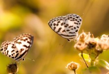 Photo of Focus Stacking Macro Photographs — Photoshop Tutorial